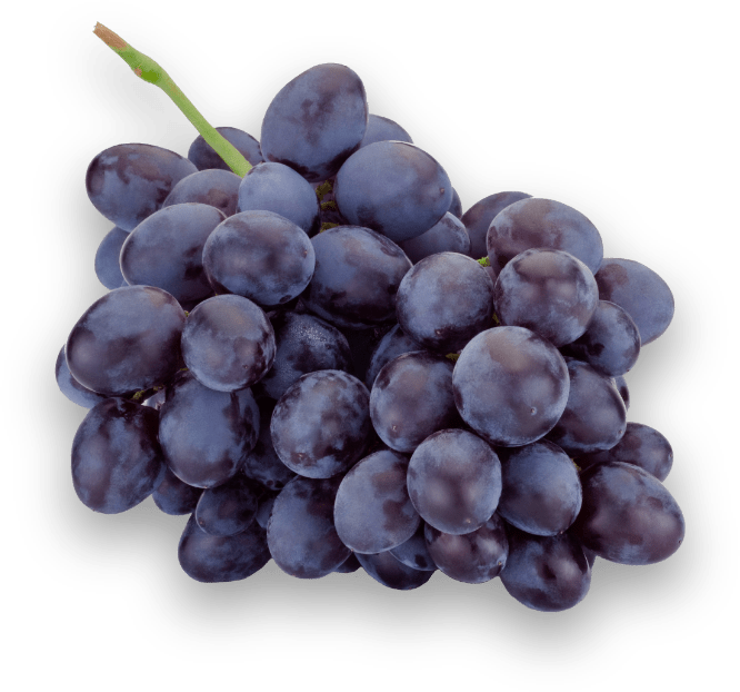 fresh-blue-grapes-isolated-on-a-white-background-PHBB52U-min-min